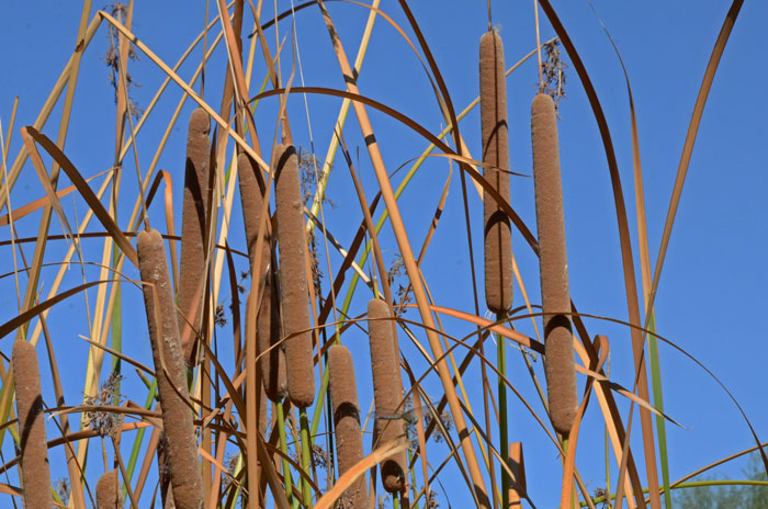 Southern Cattail grows erect to 12 feet or so, leaves are long, narrow and slender. Typha domingensis 